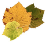 Screen Shot 2015-10-23 at 3.02.42 PM